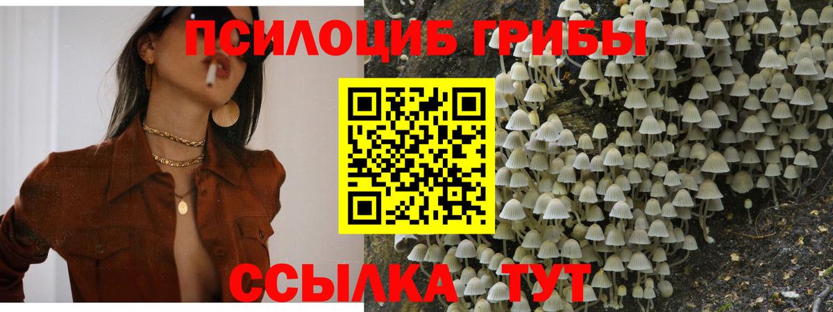 Псилоцибиновые грибы Psilocybe Калининград